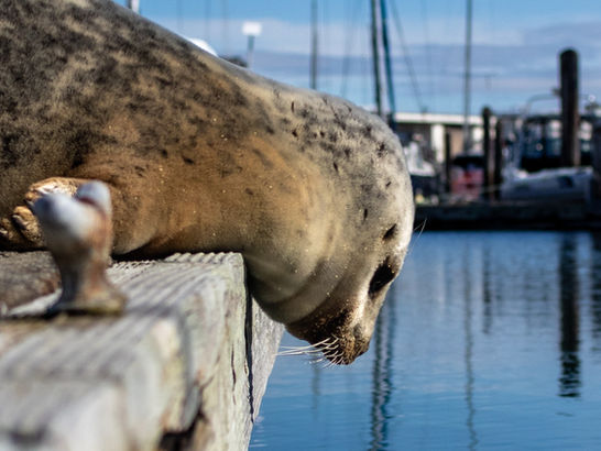 New Course Offering - Basic DSLR Photography For Beginners