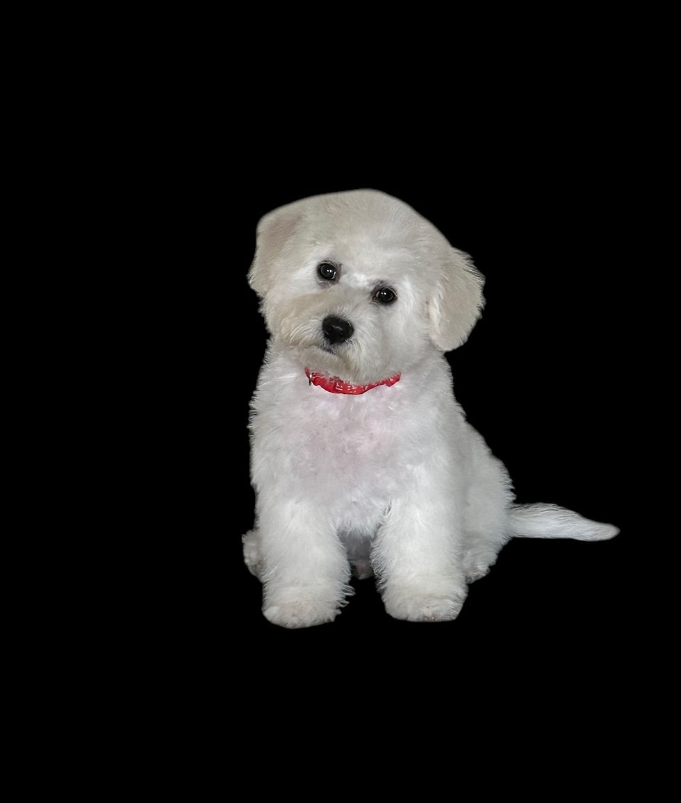 Red collar male available DOB 12/4/24 