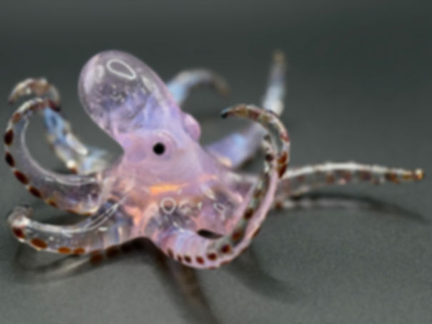 Octopus 🐙 