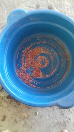 Semente pronta para o plantio