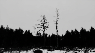 Stark winter forest with two tall, bare dead trees.