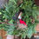 Thumbnail: Fresh Fraser Fir Mixed Evergreen Wreath 12-24”
