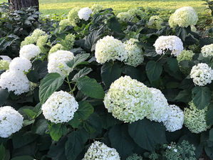 Why The Hydrangea Hype?