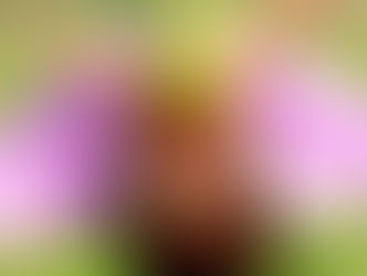 Orchid Growing with expert Capt. Morgan