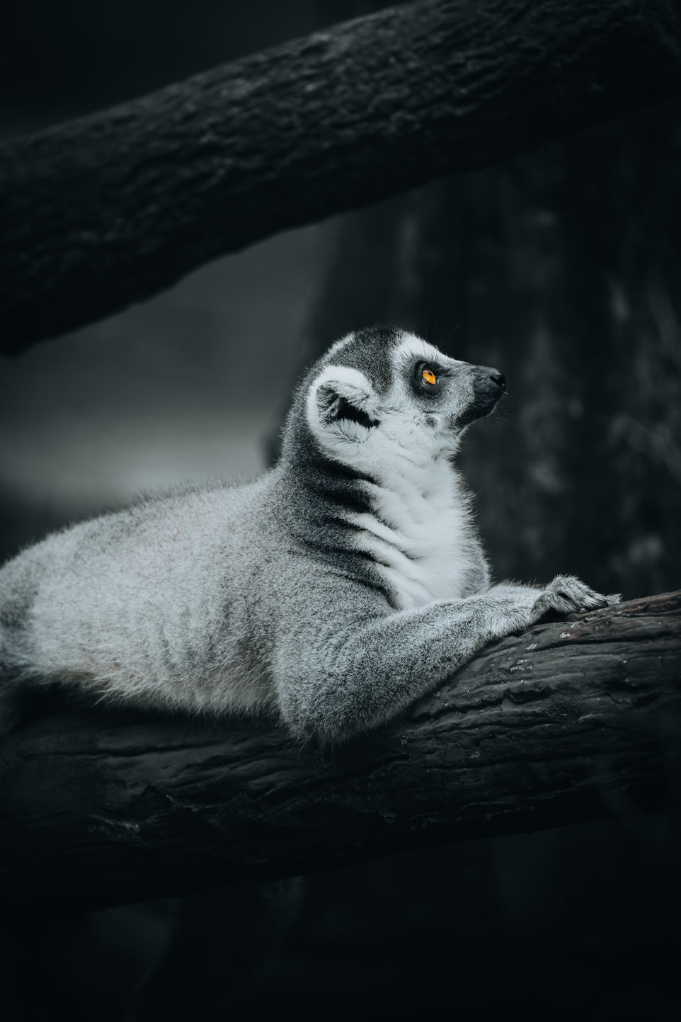 "Spirit of Madagascar"