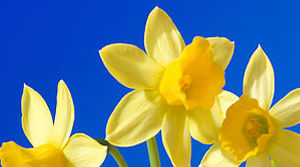 Your Spring Appeal: Reignite Your Passion