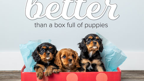 A box full of puppies...