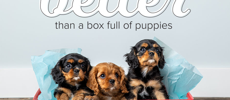 A box full of puppies...