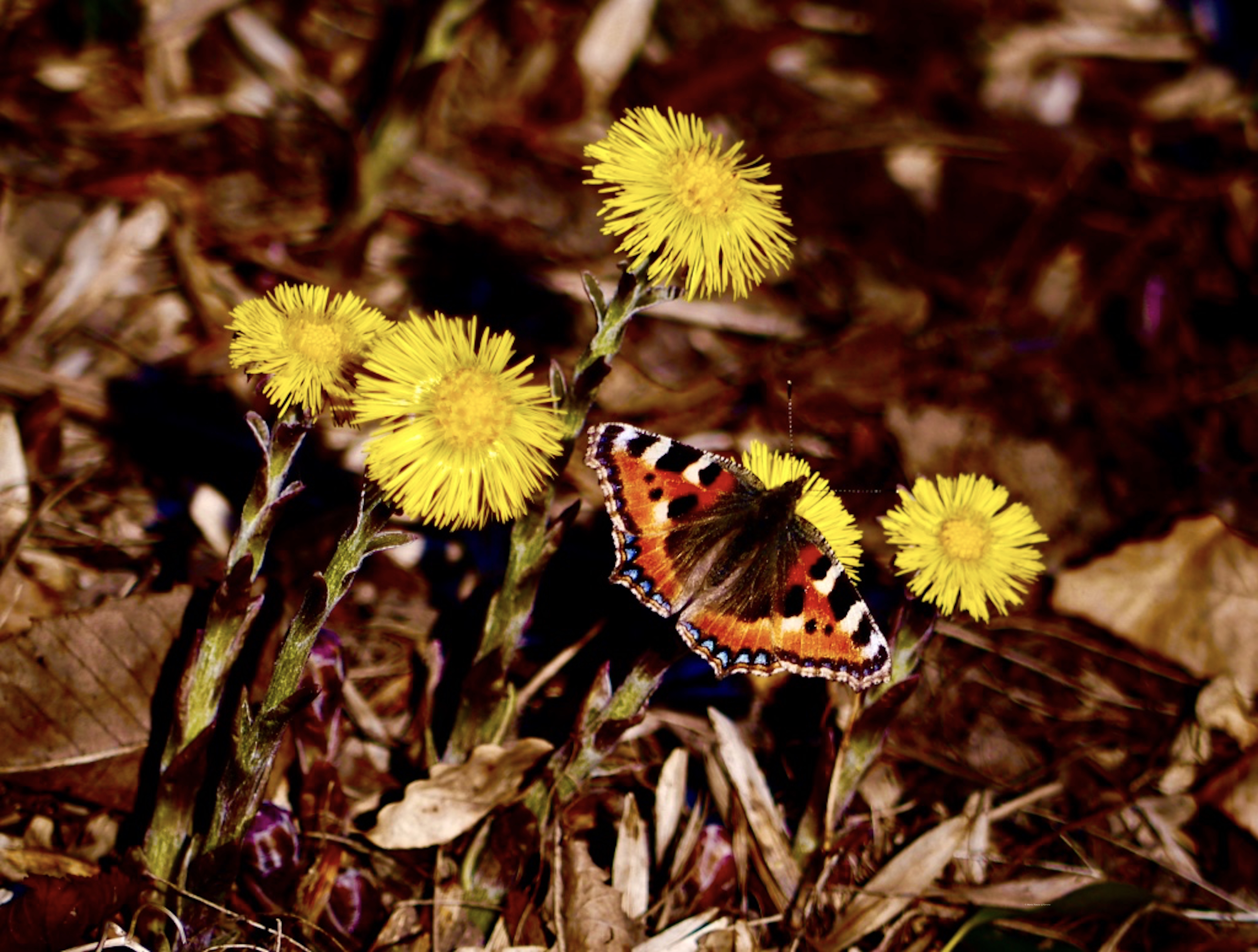 Small tortoiseshell butterfly