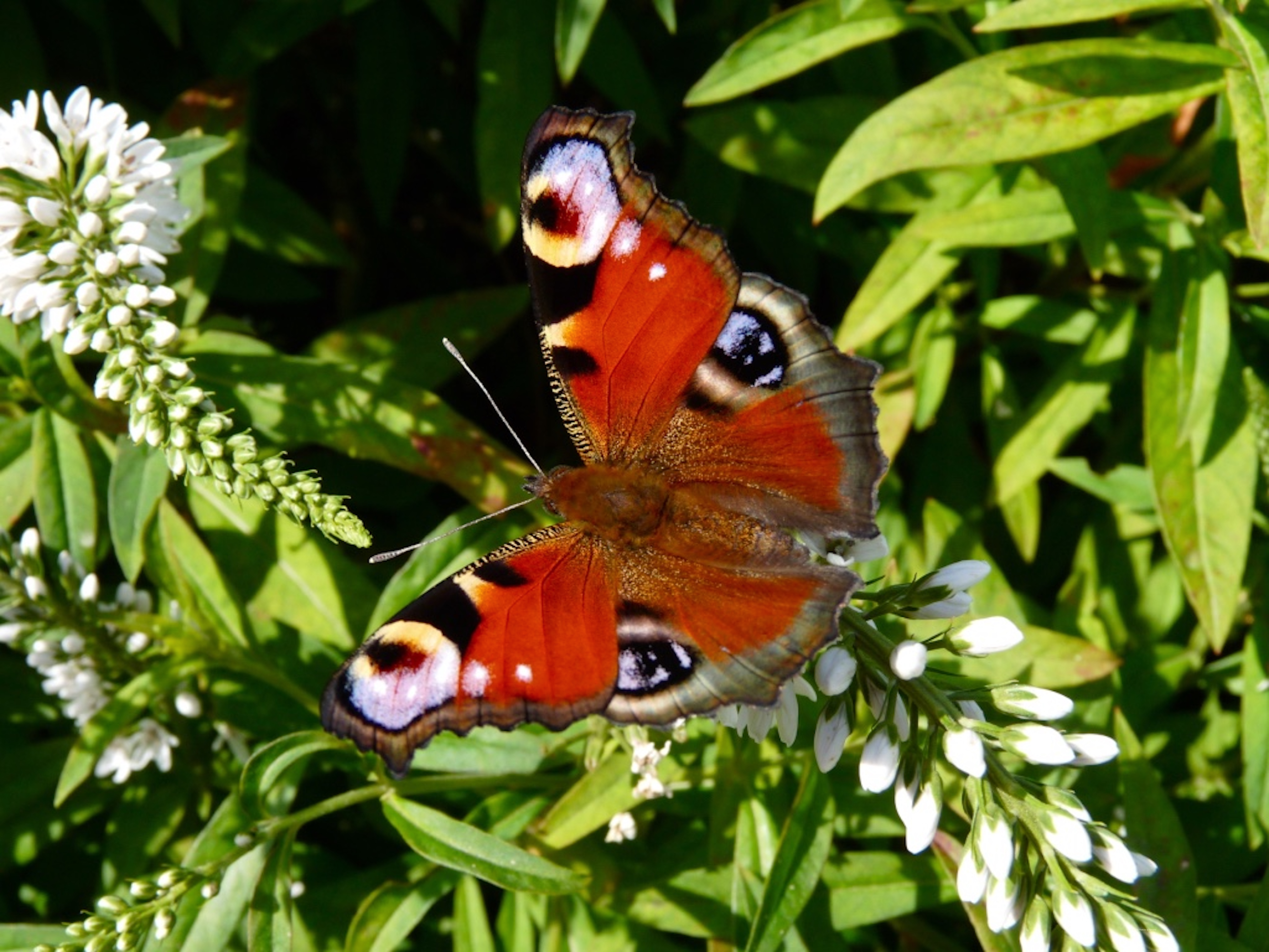 Peacock butterfly © Maria Nunzia