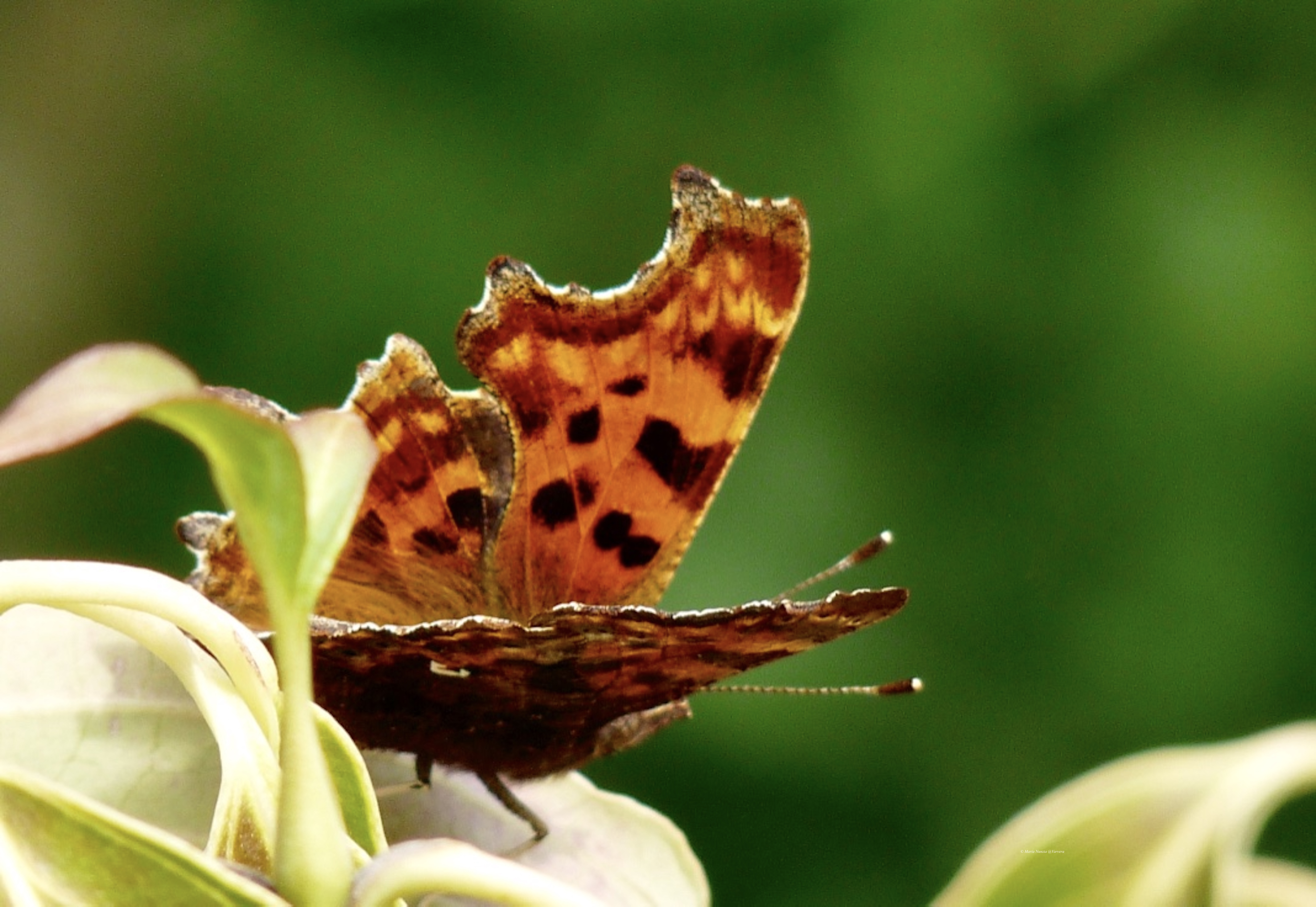 Comma_butterfly_©_Maria_Nunzia__Varvera_P1250082_1024