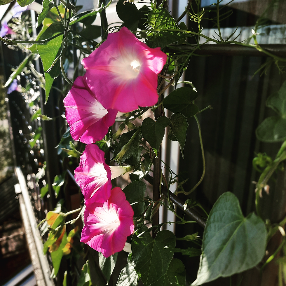 Thumbnail: Morning Glory Seeds (Purple & Pink, Organic)