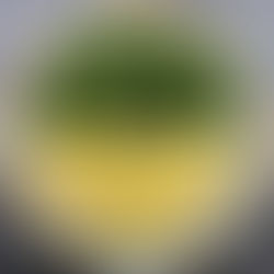 Everything Emerald Kale