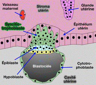 blastocyste-nidation-1.gif