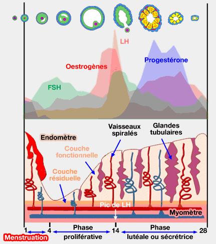 cycle-uterin.gif