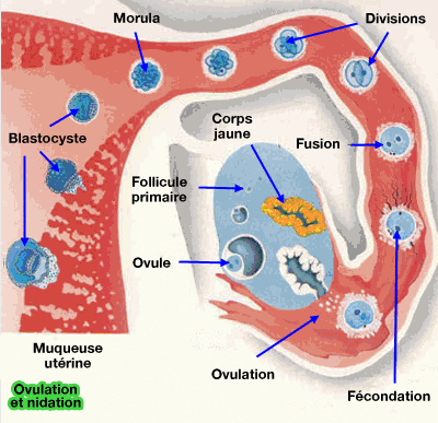 ovulation-migration.gif