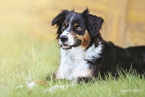 chien-berger-boorder-oska.jpg
