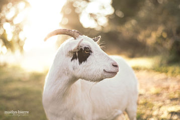 chèvre-coucher-de-soleil-portrait-ferme.jpg