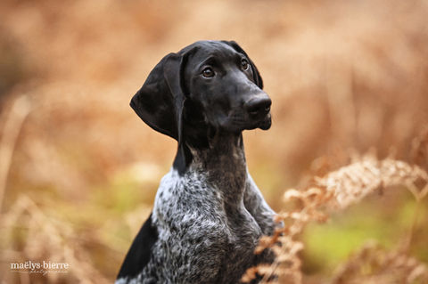 greyster-chiot-foret-fougères.jpg