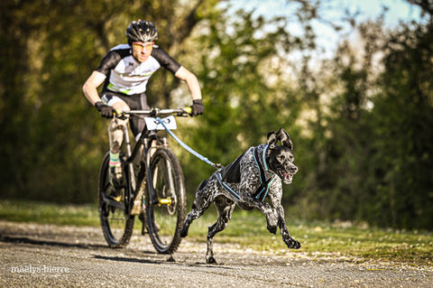 canicross-vignes_greyster.jpg