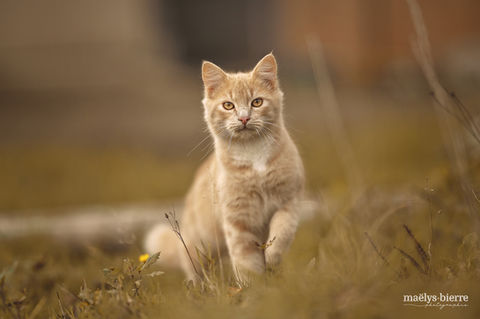 chaton-herbe-roux.jpg