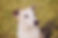 ambrouille-chienne-portrait-face.jpg