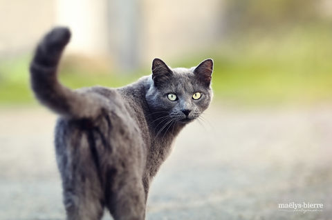 chat-chartreux-photo-portrait-animalier.jpg