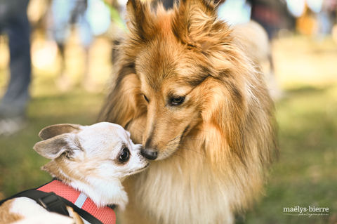chiens-chihuahua-truffes.jpg