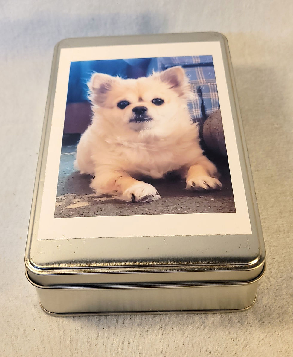 Gizmo - 2021