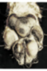 $15 - digital photo of paw