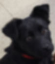 Dutch - The Boss's Assistant
