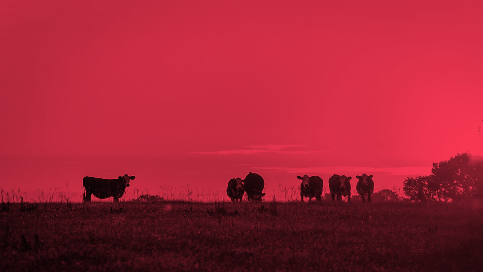 La Gloria - Club de Carnes