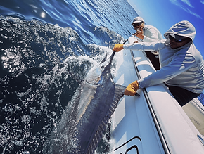 Marlin.png