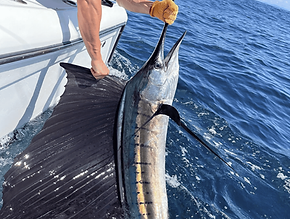 Sailfish.png