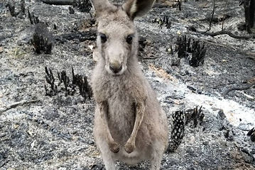kangaroo.jpeg