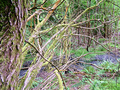 Resevoir Area ( Photo 1)
