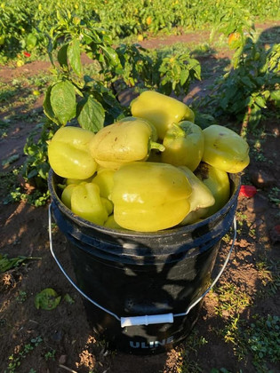 produce 3.jpeg