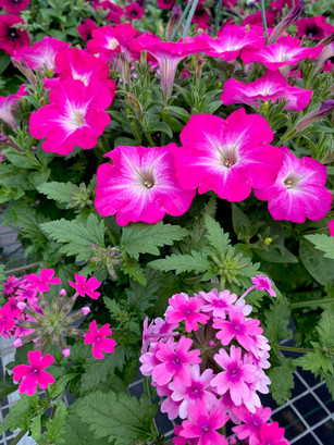 1E6DD62B-131C-4E6D-90E0-4EF8102F7E50.jpeg
