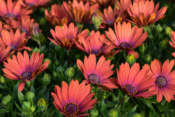 Daisies