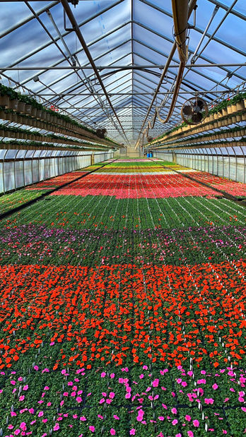 Greenhouse plants