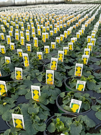 Wholesale Pansies