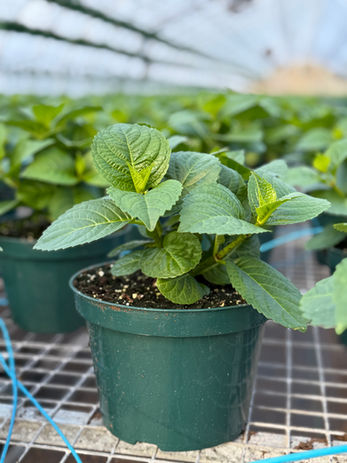 Wholesale Hydrangeas