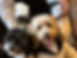 Wedding pups.jpg