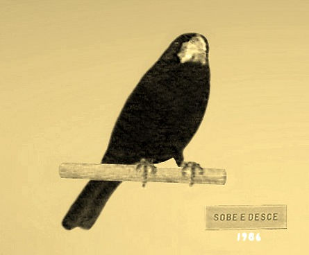 Bicudário Flauta das Artes | o Bicudo Sobe e Desce