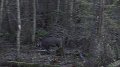 Drevjakt - Årets bästa drevjakt!