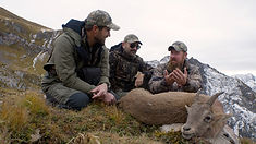 Jakt på Ibex i Österrike!