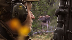 Älgjakt i toppklass! Ståndskall på fjället!