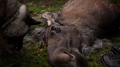 Pulshöjande Älgjakt tillsammans med Jakten för Alla