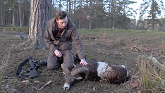 Mufflonbagge fälls på Eriksberg