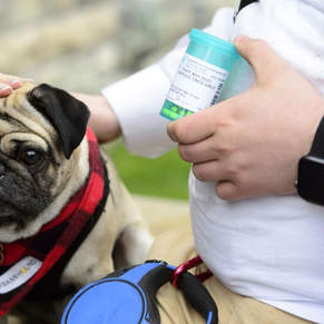 Pet owners turn to telehealth platforms amid lengthy vet backlogs due to pandemic
